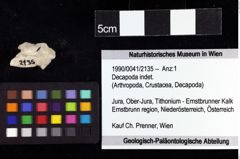 Foto (Objket + Etiketten) von Decapoda indet. 